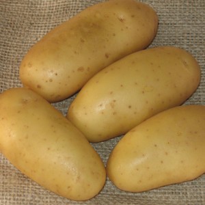 Pommes de terre en robe des champs